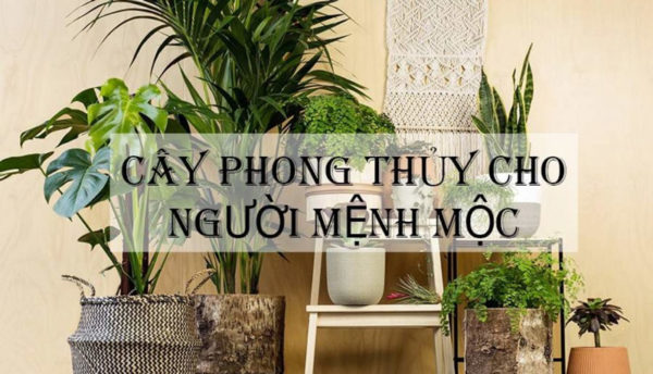 Cây cảnh hợp mệnh mộc