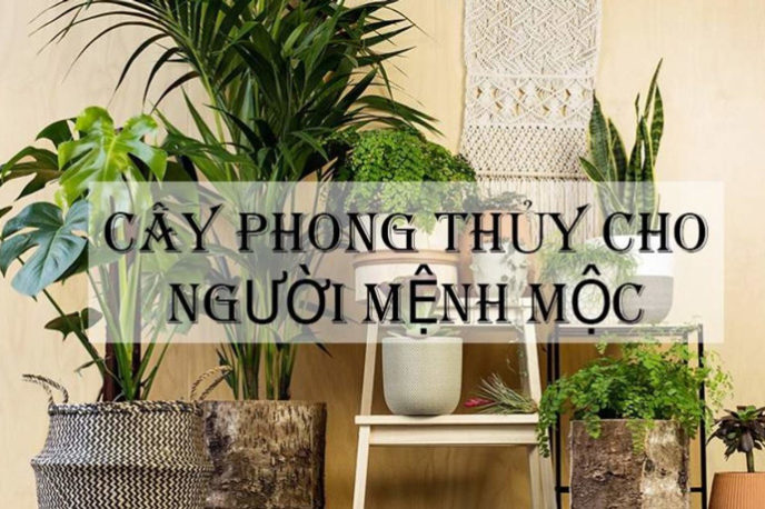 Cây cảnh hợp mệnh mộc