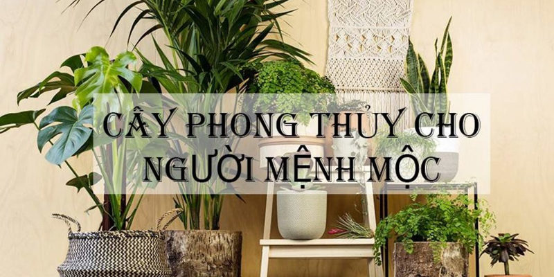 Cây cảnh hợp mệnh mộc Cây cảnh hợp mệnh mộc