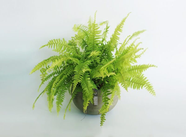 Cây dương xỉ trong phong thủy