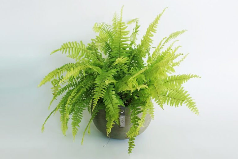 Cây dương xỉ trong phong thủy