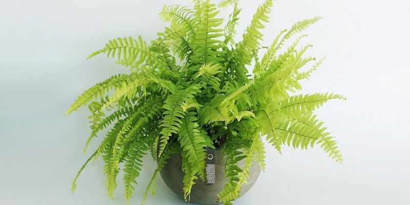 Cây dương xỉ trong phong thủy Cây dương xỉ trong phong thủy